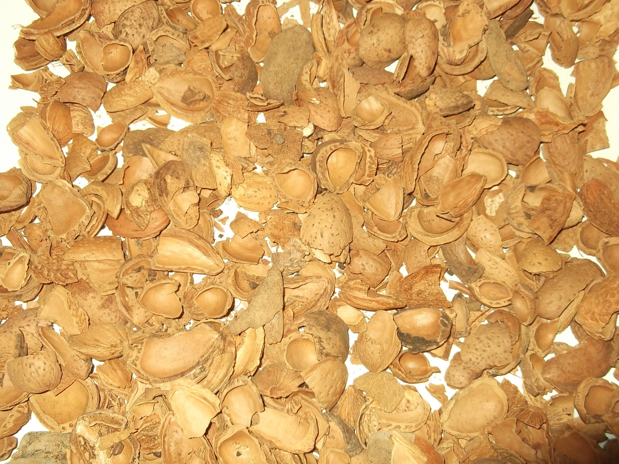 cascarasdealmendras