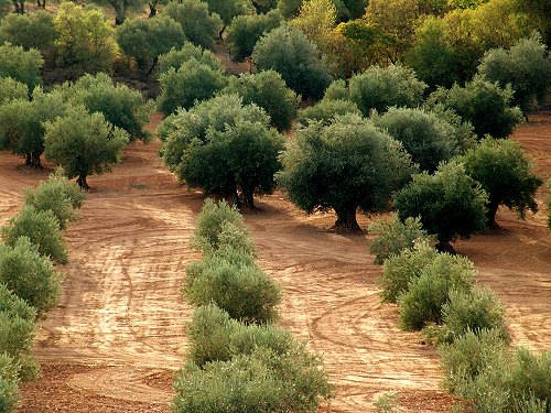 Campo de olivos Campos de olivos