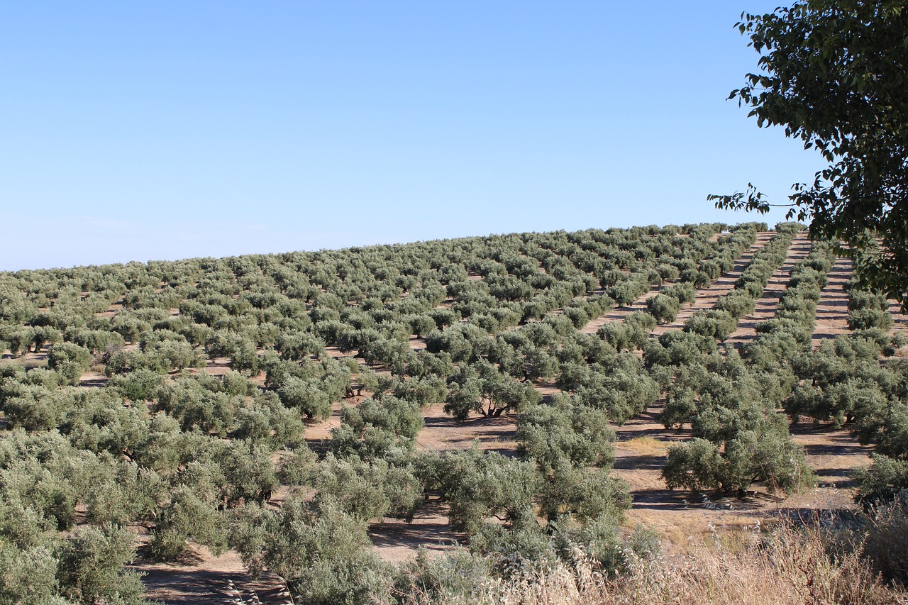 230720_Olivar_SCALE-UP