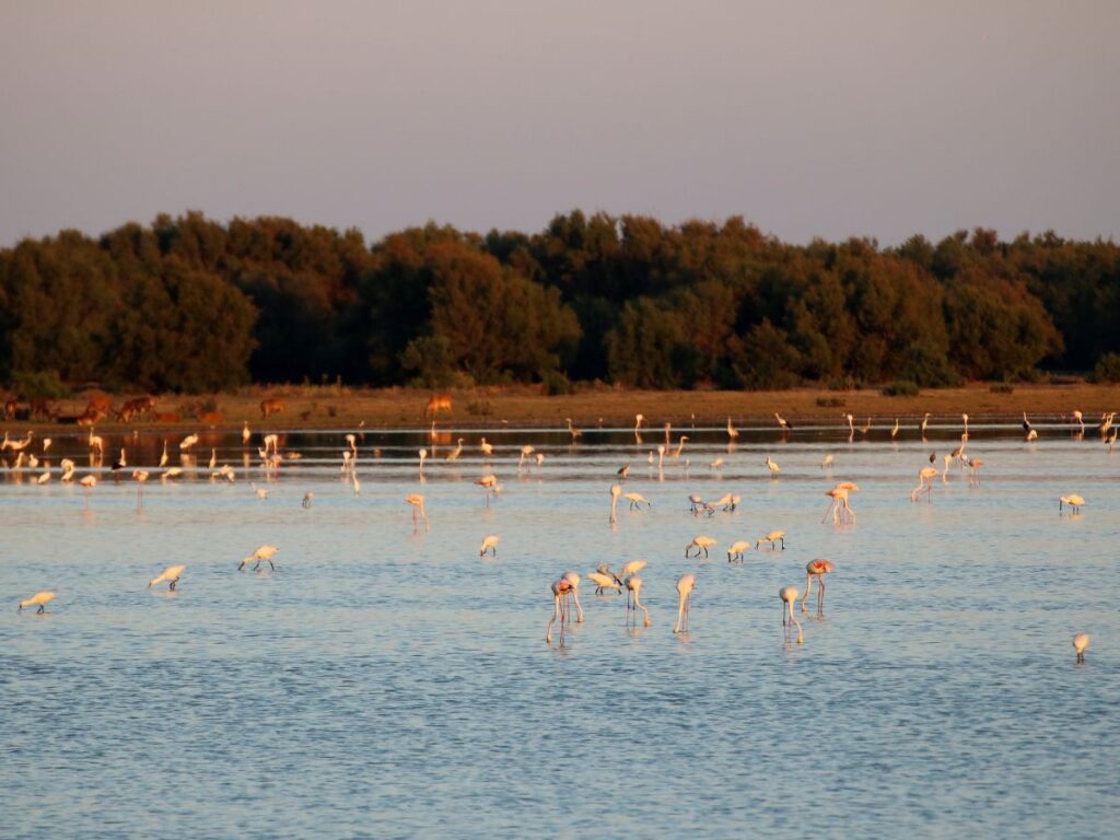 Imagen del Parque Natural de Doñana